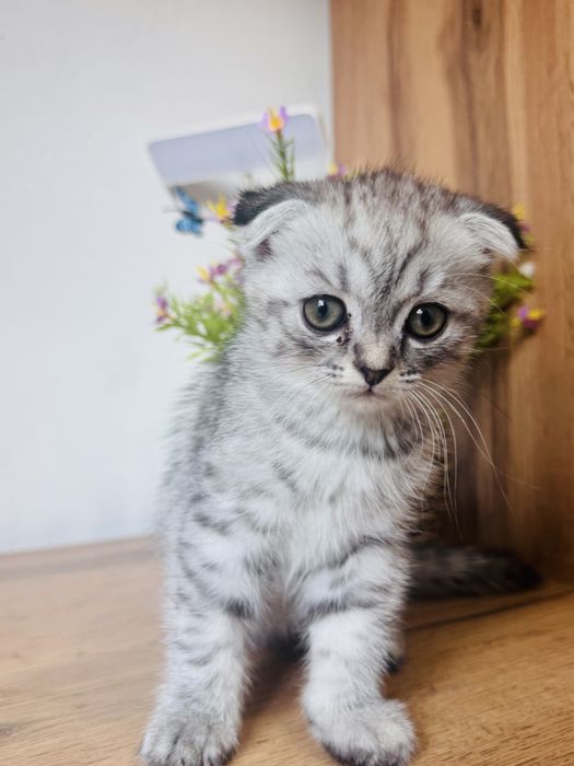 котята шотландской породы