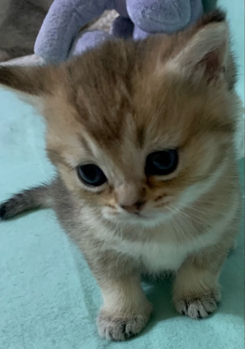 Кошечка шотландская