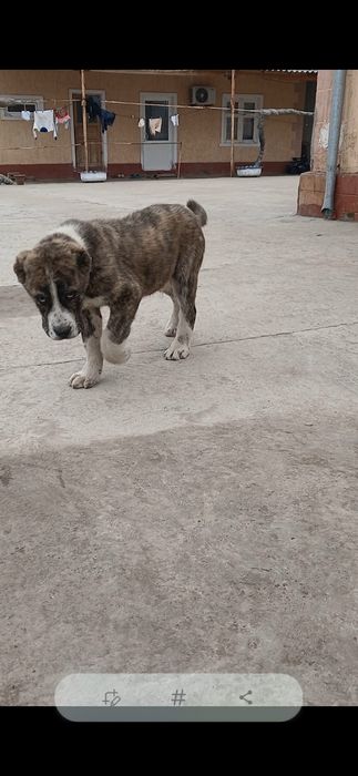 Продаётся алабай щенок , уши хвост купированы , кушает самостоятельно