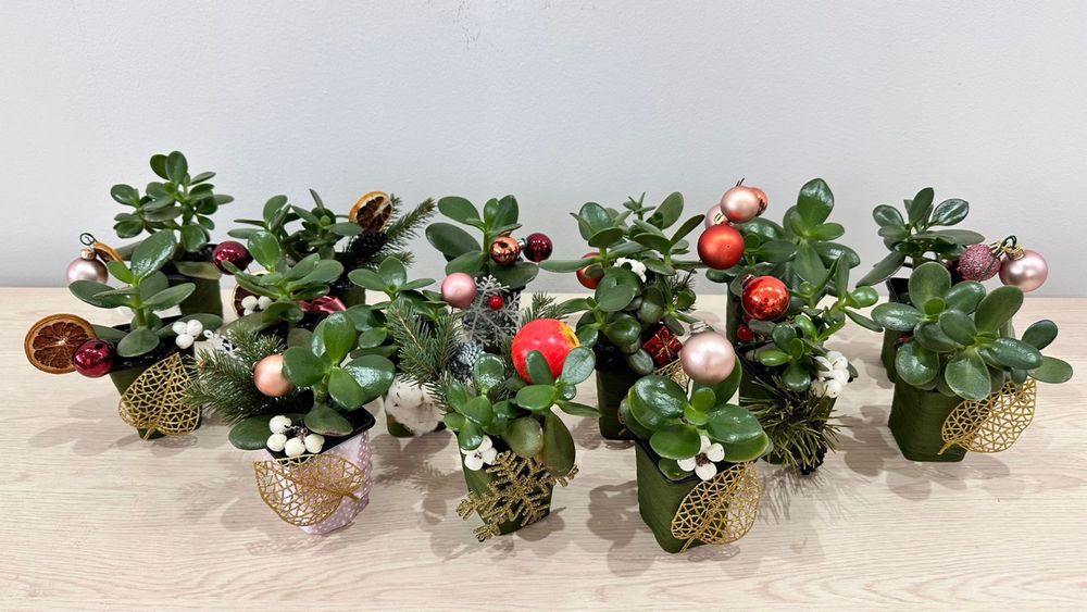 Денежное дерево (толстянка, крассула овата)