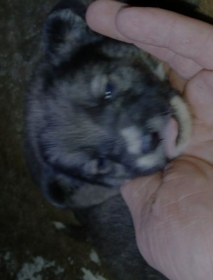 Нужен щеночкам дом