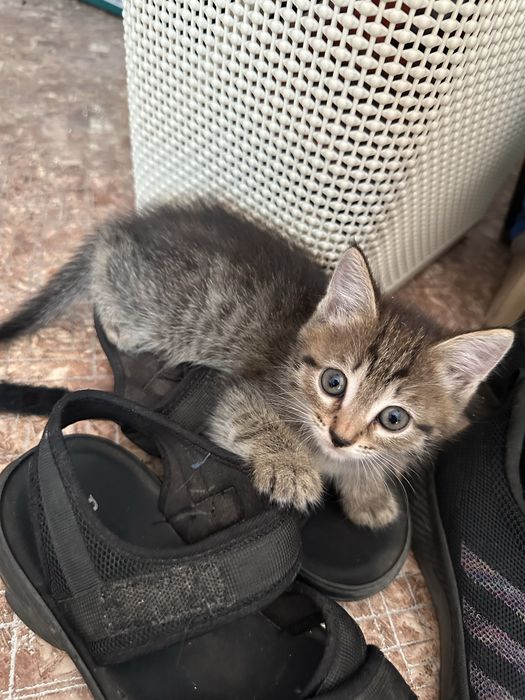 Отдам котят в хорошие руки