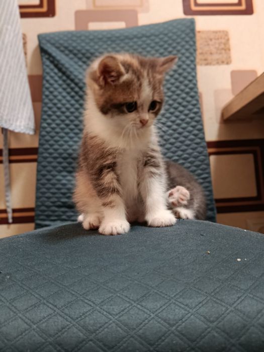 Кошка пародисты..