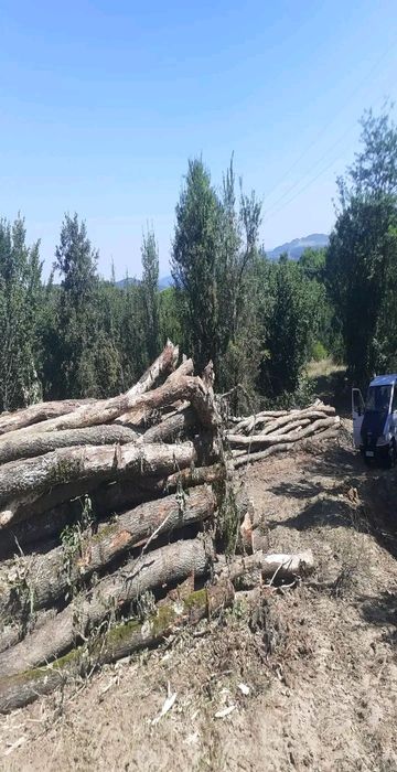 Lemne de foc la 250 lei metru