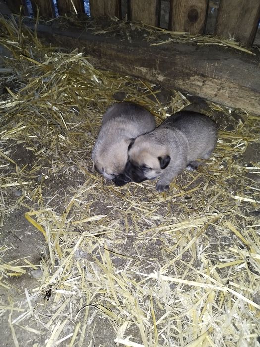 Se oferă spre donatie