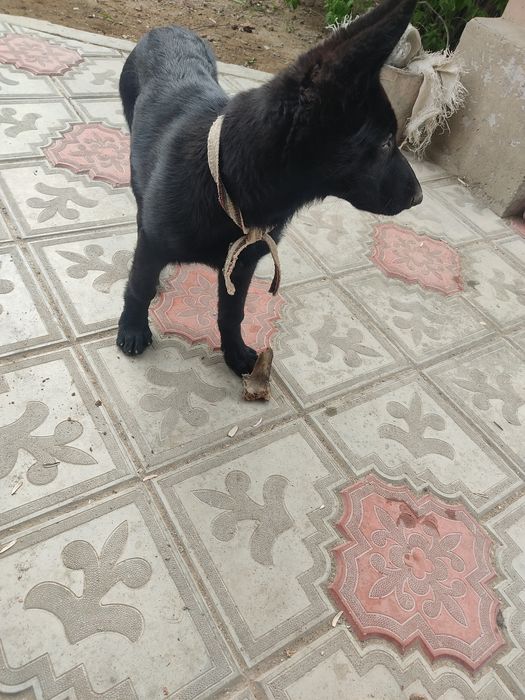 2 щенка овчарка 2месяца