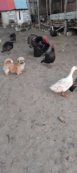 De vanzare: Curci și rațe crescute la curte