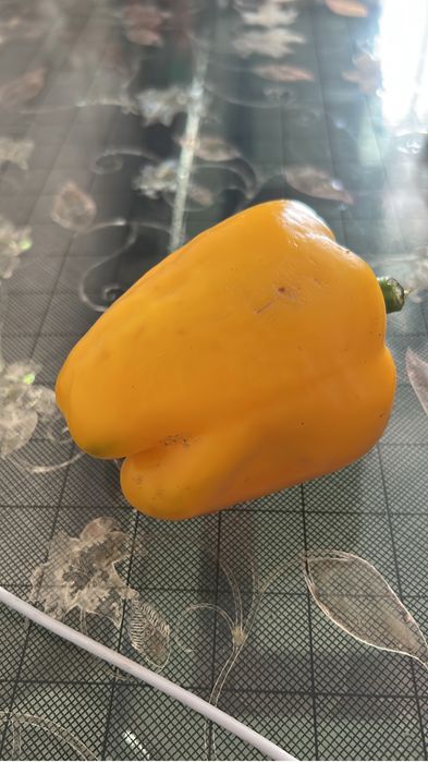 Продам помидоры   Перец сладкий.  Баклажаны