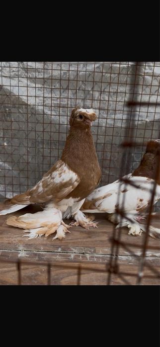 Голуби.          .