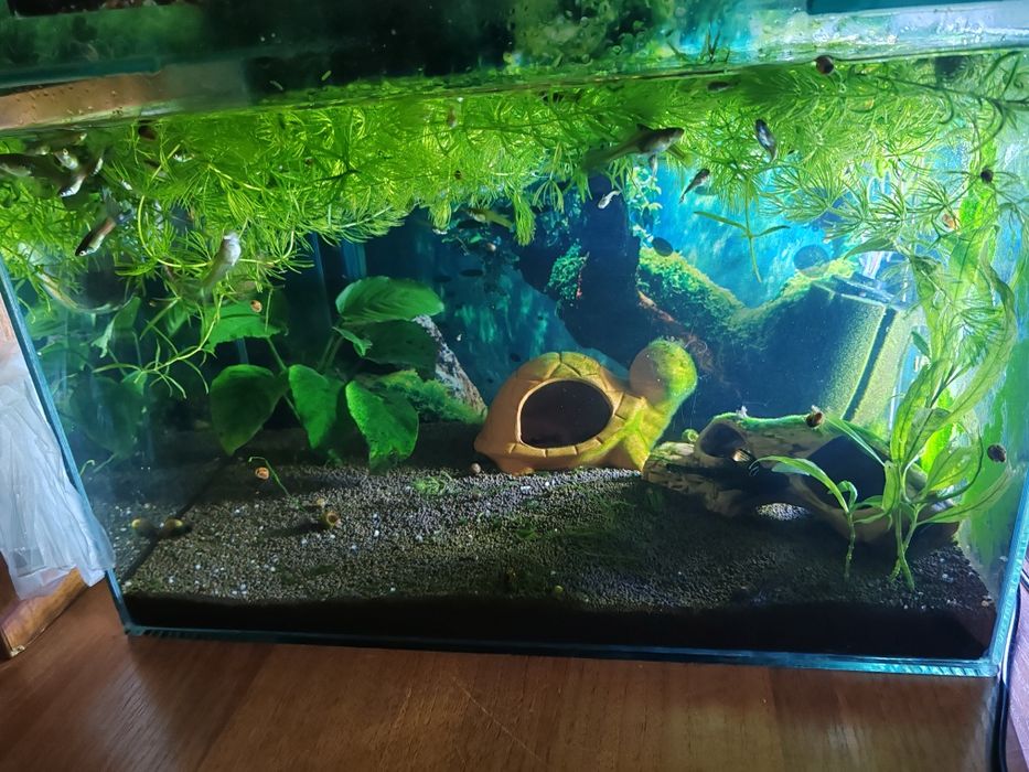 Рыбки гуппи полная комплектация аквы