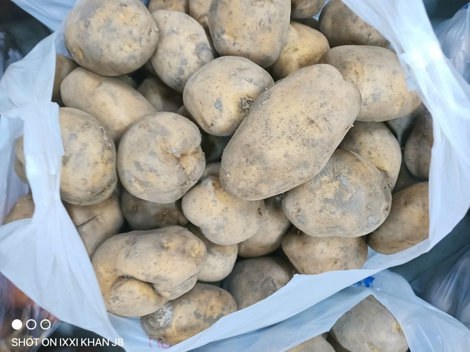 Картошка картофель