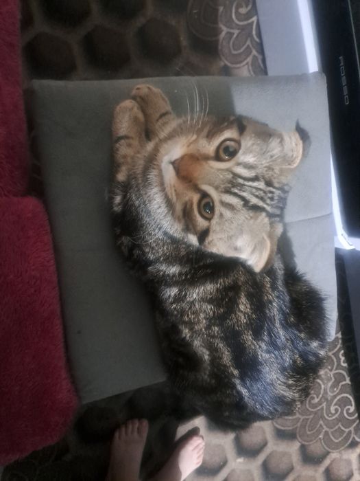 Продаётся котёнок