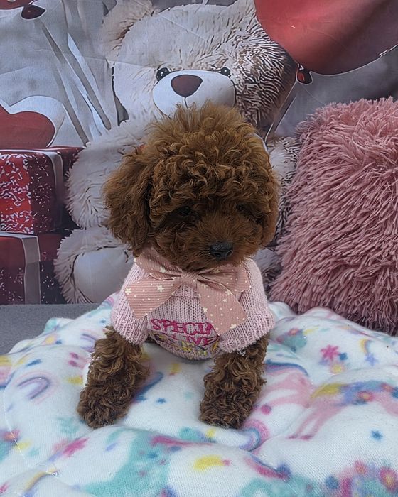 Пудел tea cup момиче с родословие