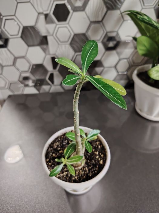 Продам не дорого