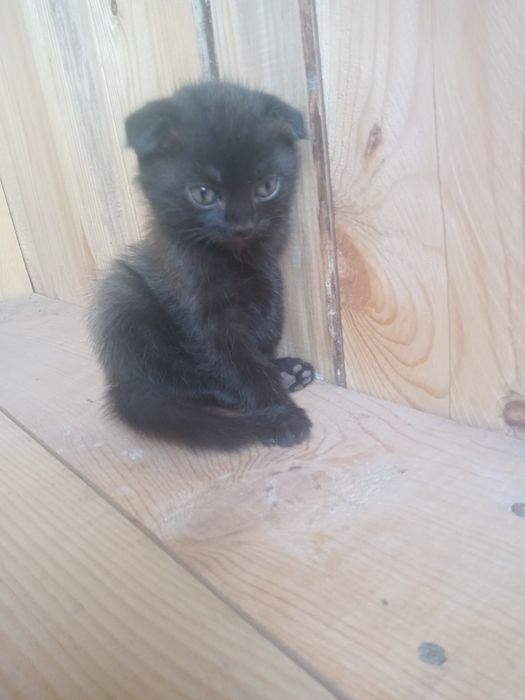Продам вислоухого котенка