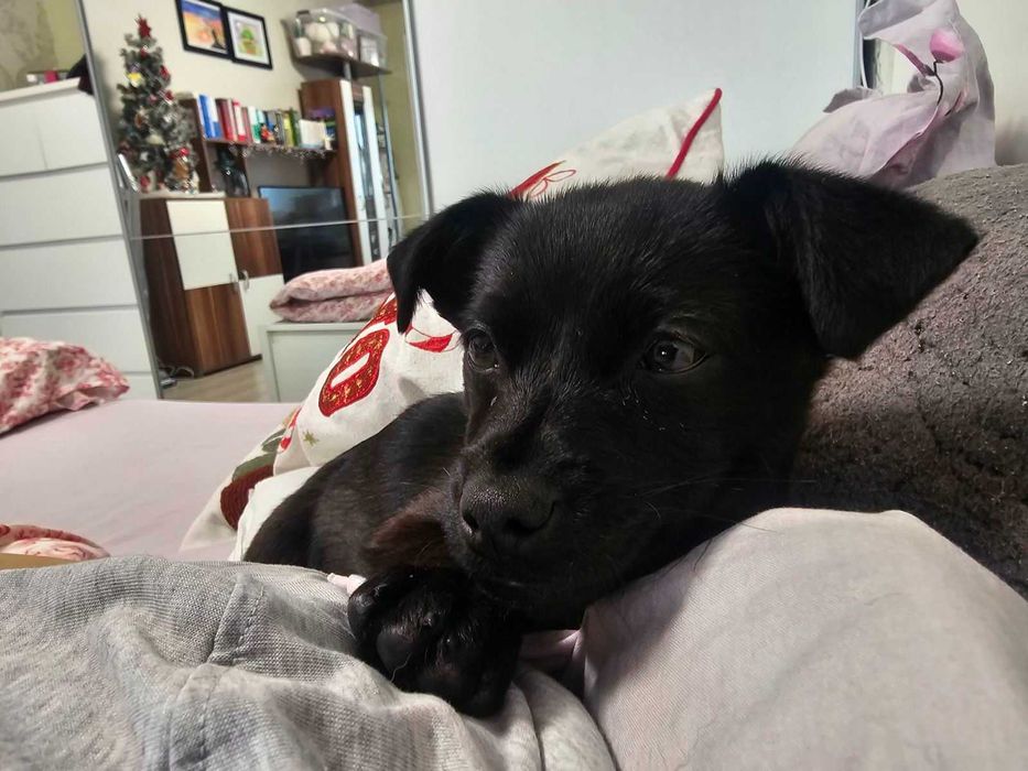 Айра си търси любящ дом