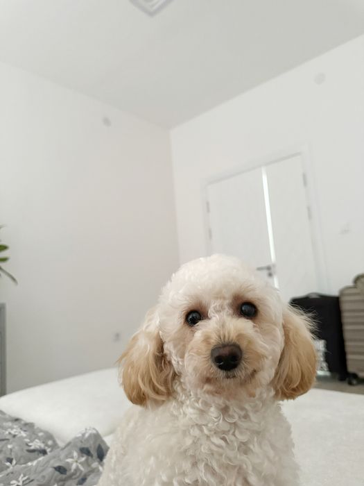 Ищу жениха пуделя для связки :)