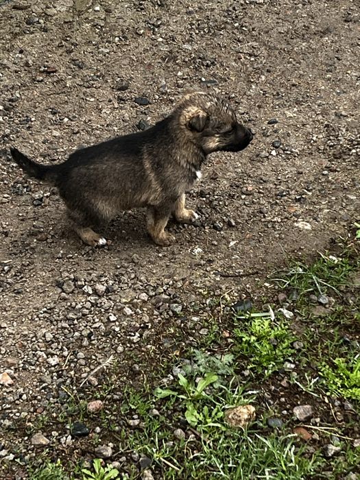 Парода немецких афчарки