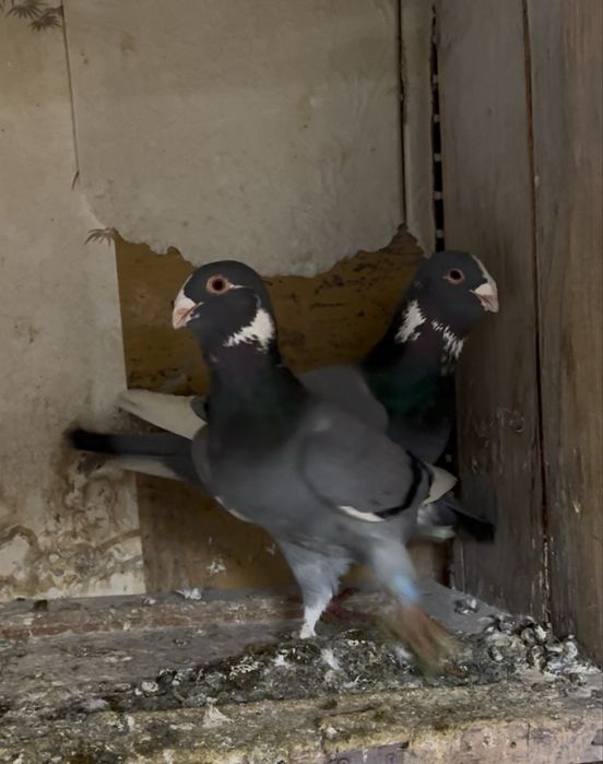 Терецкая Адана  !