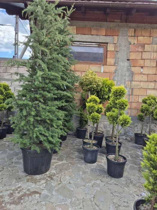Cedrus arțar japonez salcie Evudimus