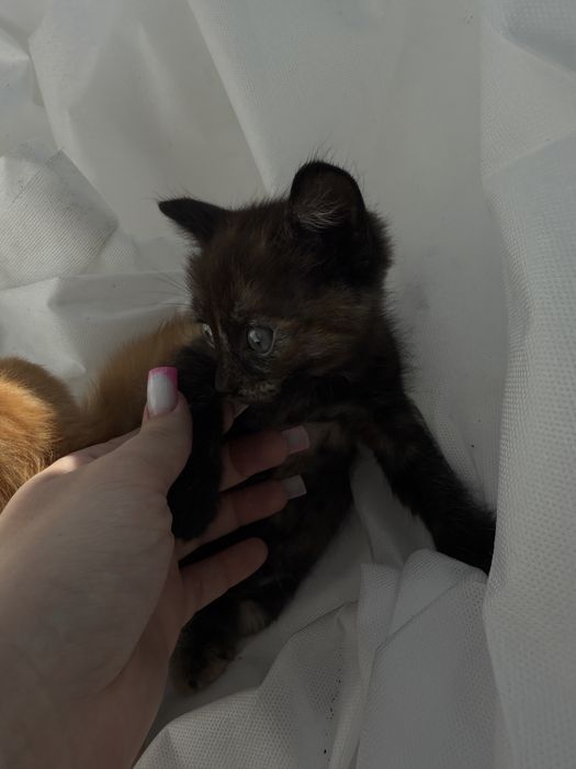 Отдадим котят в добрые руки !!!