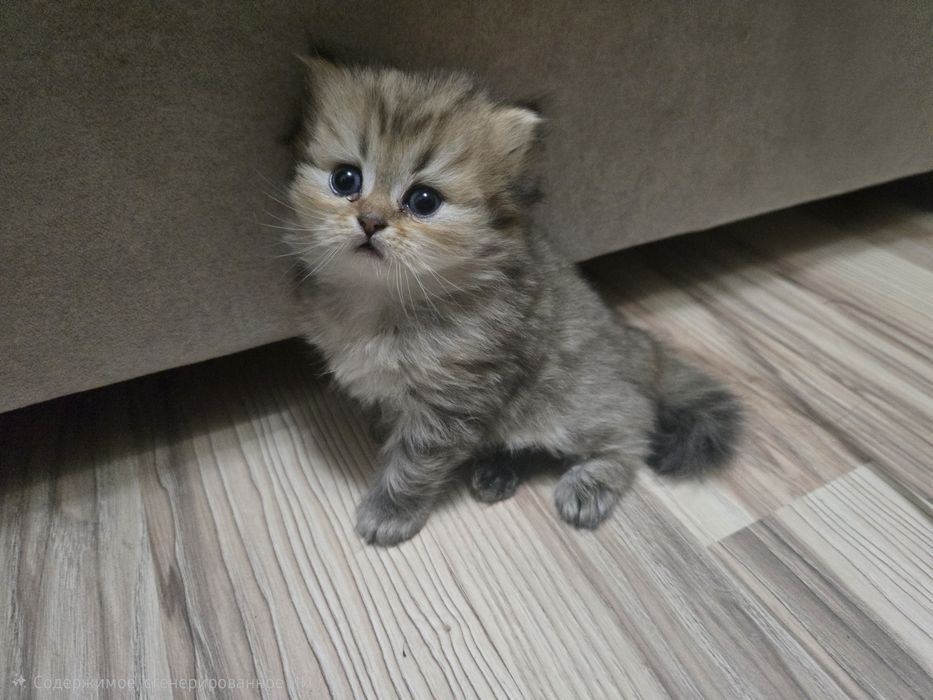 котята в семью Скотиш Страй