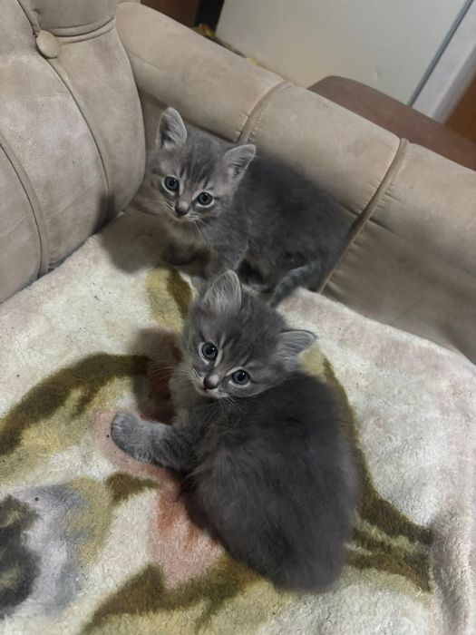 Отдам котят в хорошие руки
