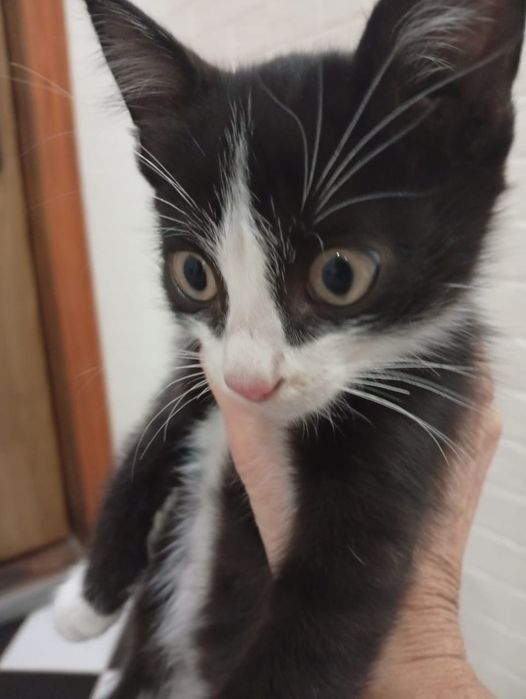 Ищем дом котику.