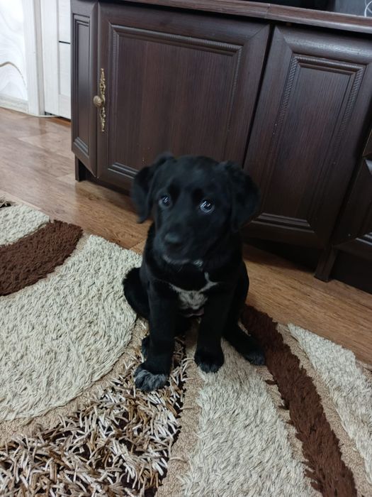 Лабрадор ретривер