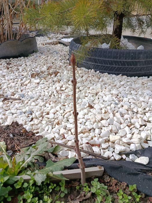 Продам саженцы каштана