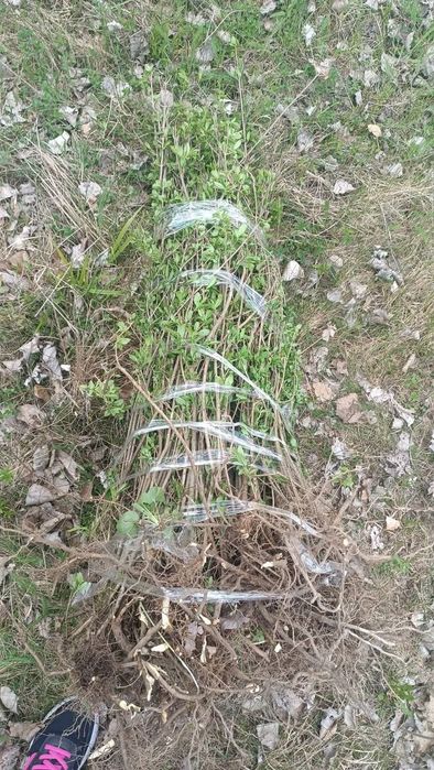 Vând lemn câines și tuia Leylandii chiparos pentru gard viu