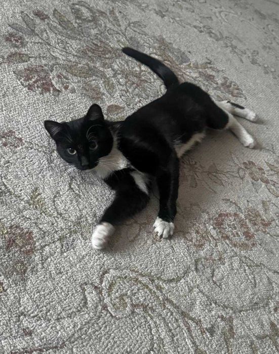 Котик в добрые руки