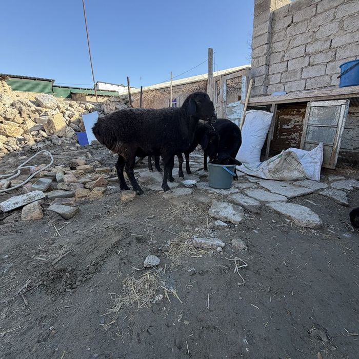 Куйлар сотилади сим жун