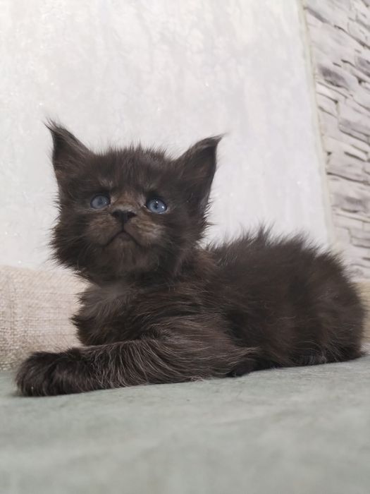 Продам Мейн кунчиков