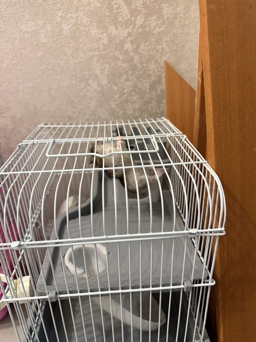 Продам джунгарского хомяка