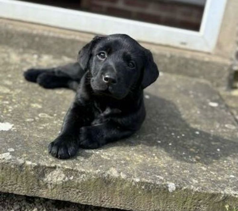Labrador retriever 500 lei