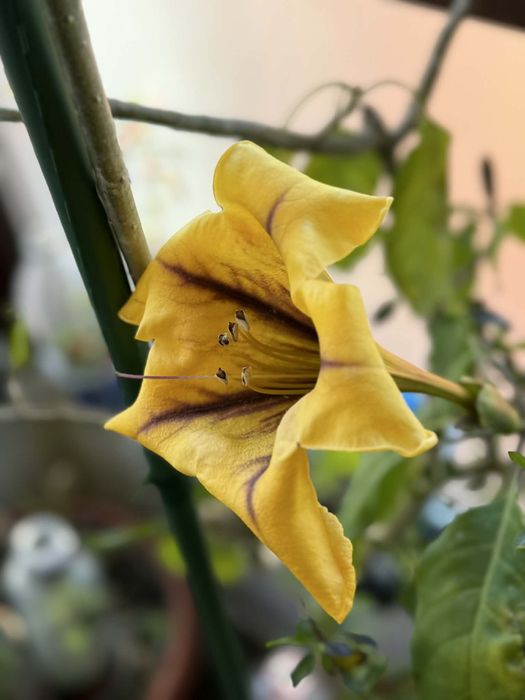 Solandra maxima-Соландра