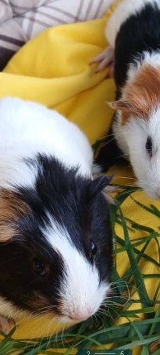 Porcușori de guineea