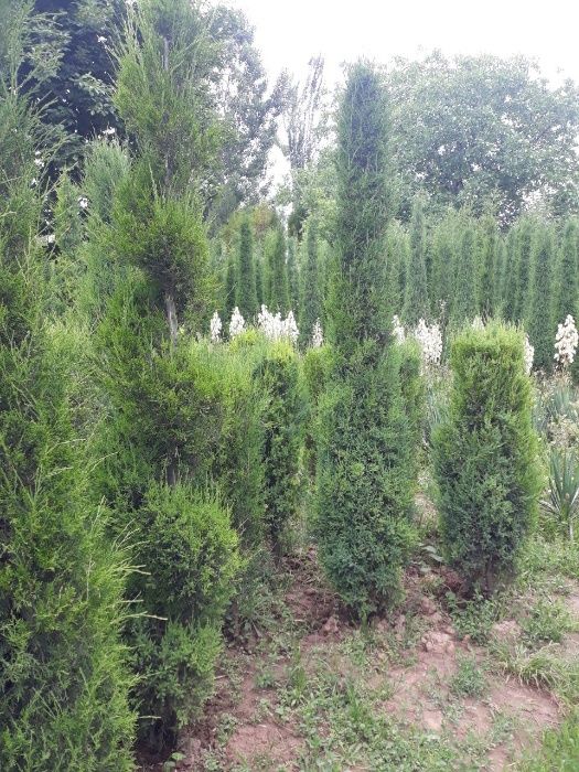 Арча Можжевельник