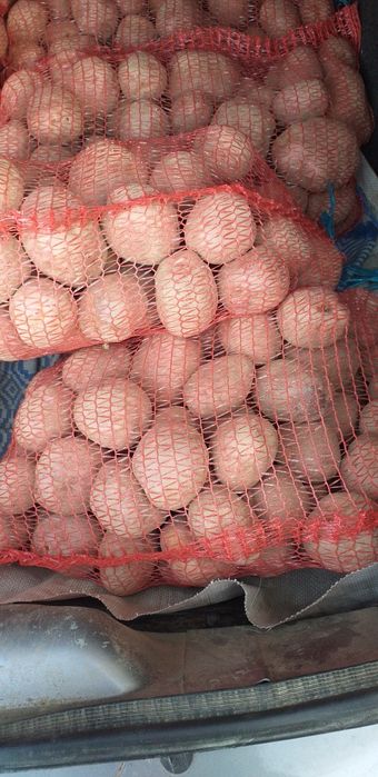 Vand cartofii de consum roșii soiul bella roza