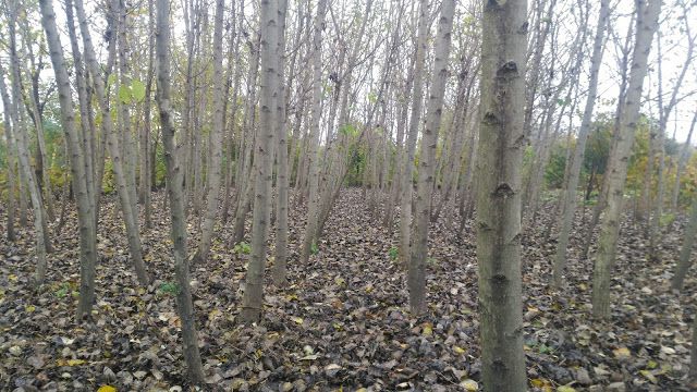 Vand butasi de plop si salcie energetica