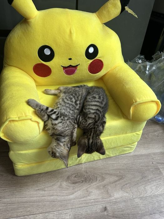 Продам бенгальских котят