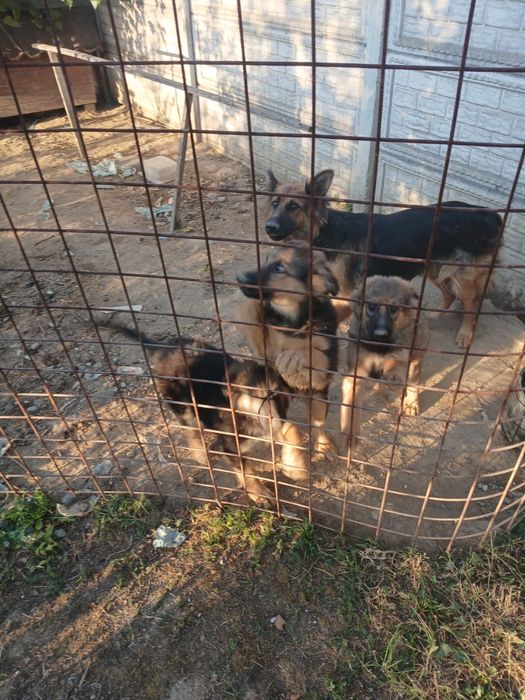 Donez pui metis ciobanesc german si rottweiler