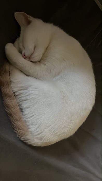 Отдаю котенка в добрые руки