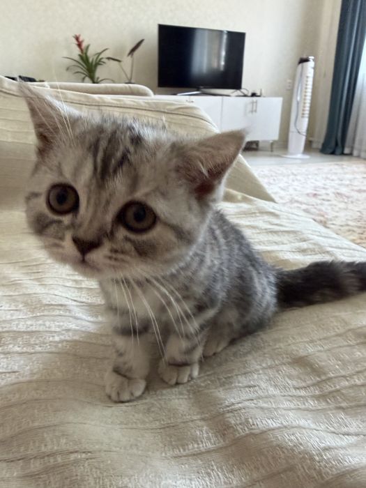 Котик шотланской породы