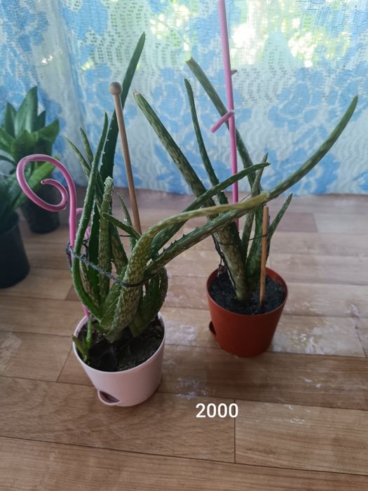 Недорого цветы продам