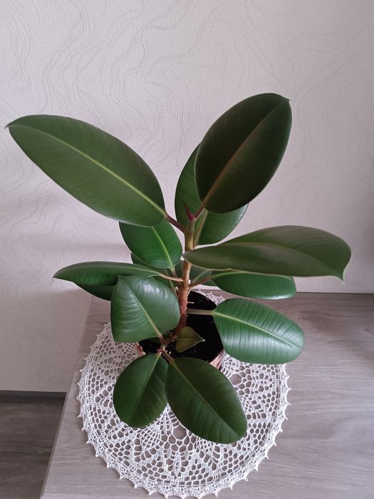 Продам Фикус высота 40 см