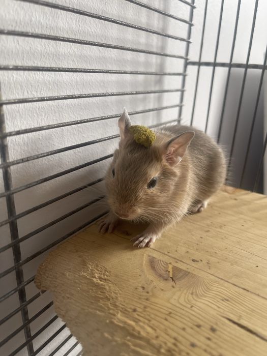 Veverite degu/ le dau urgent!!!! Urmeaza sa ma mut din tara!!!