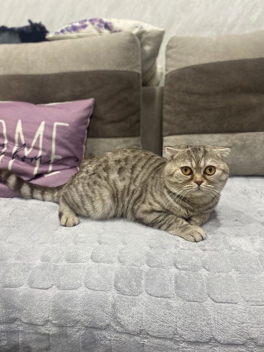 Кот для вязки чистый британец