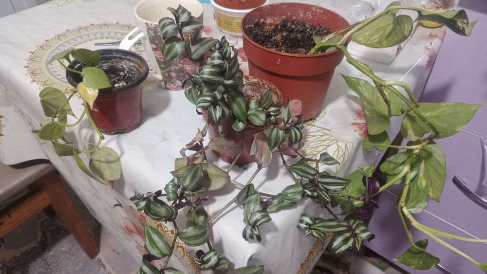 Продам комнатные цветы